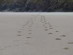FZ026122 Footprints on beach.jpg